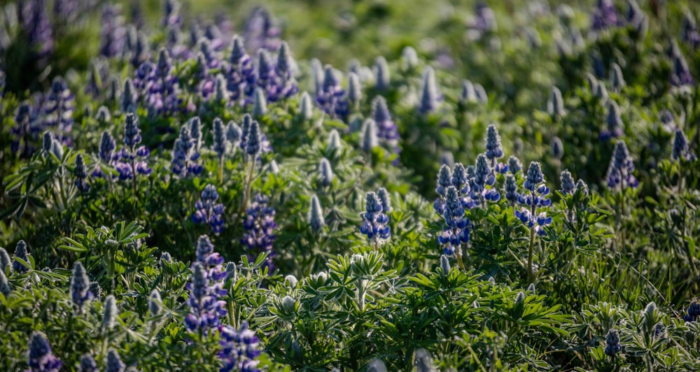 a field full of purple flowers and green leaves