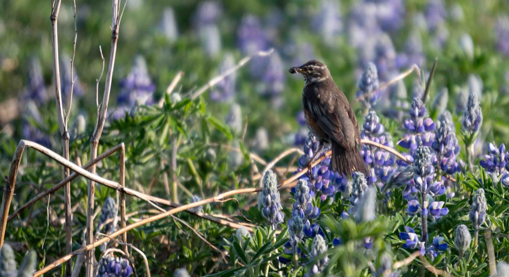 a bird sitting on a branch in a field of blue flowers