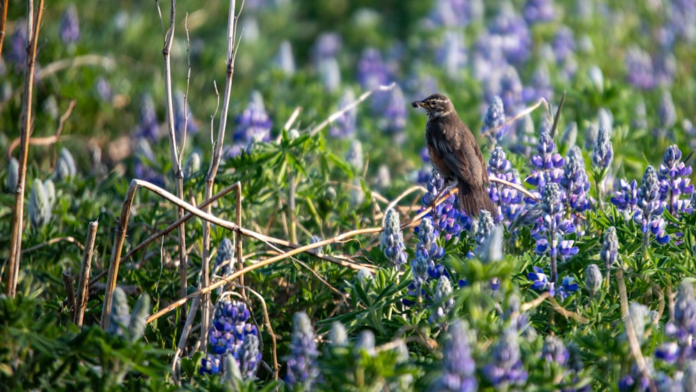 a bird sitting on a branch in a field of blue flowers