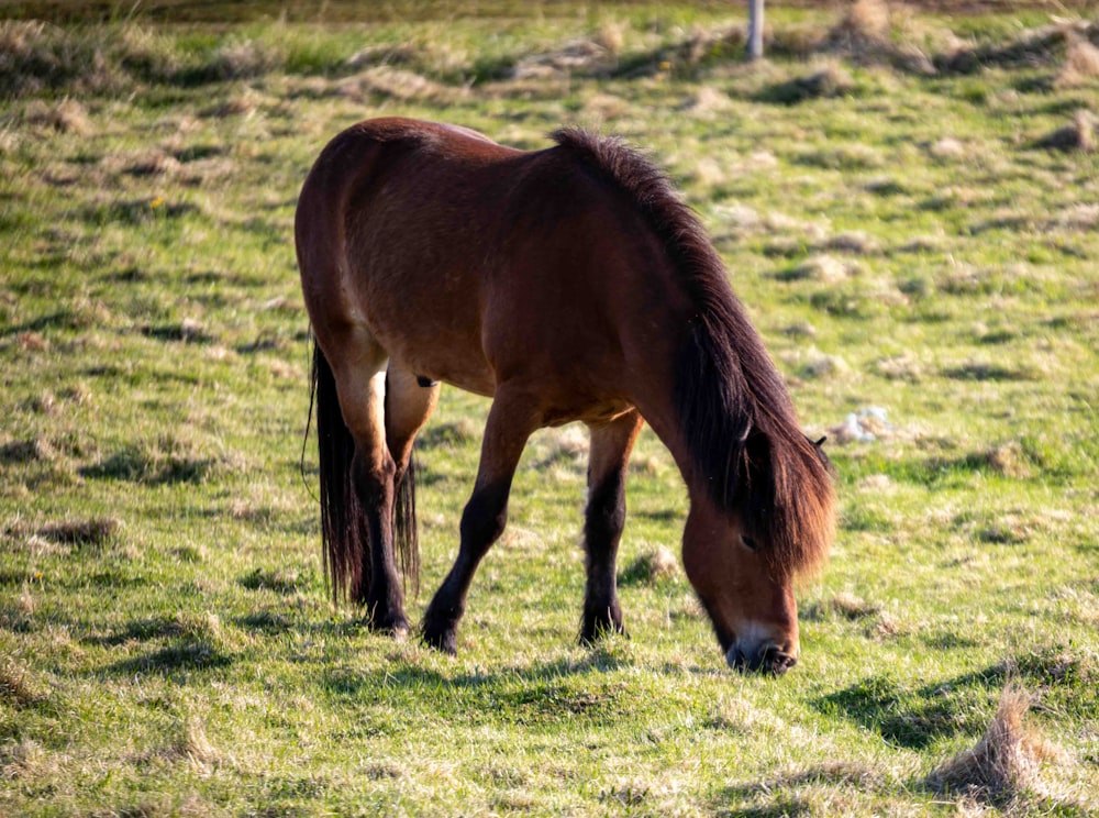 a brown horse eating grass in a field