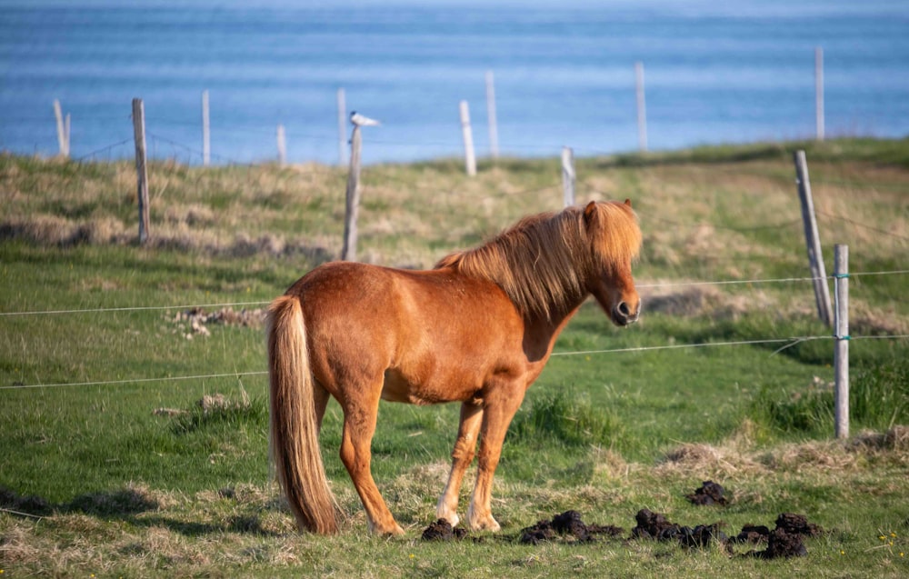 um cavalo marrom em pé no topo de um campo verde exuberante