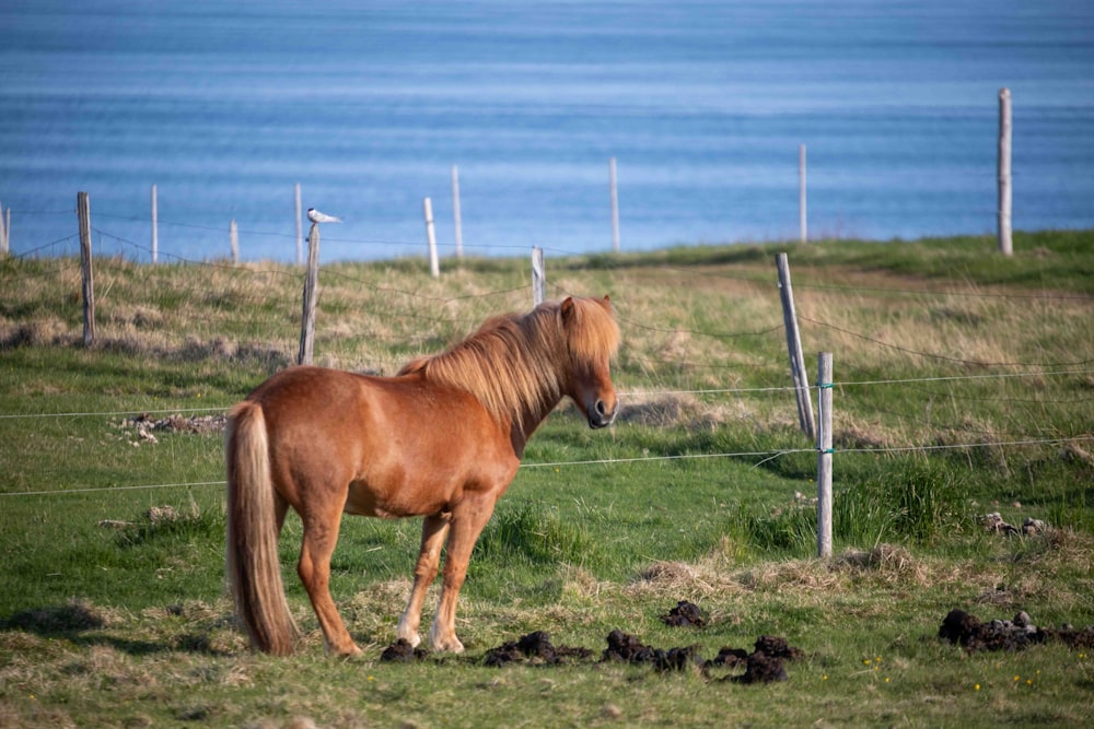 a brown horse standing on top of a lush green field