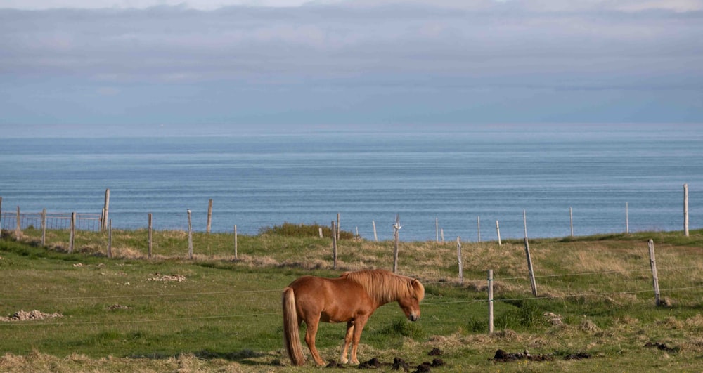 a brown horse standing on top of a lush green field