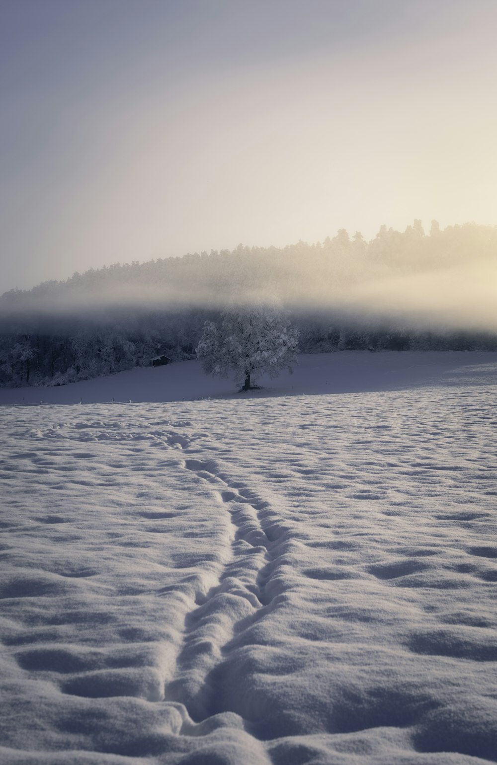 a snow covered field with a lone tree in the distance