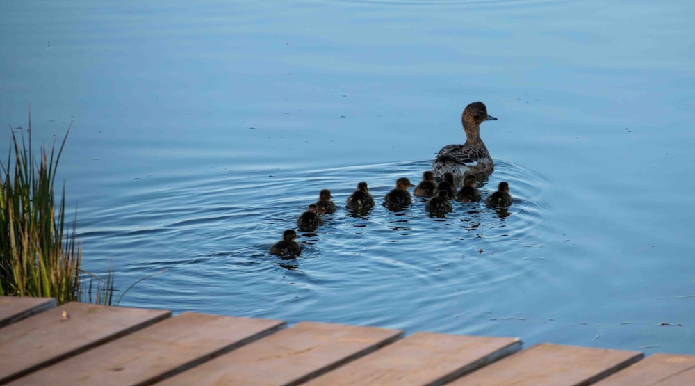 una mamá pato con sus patitos en el agua