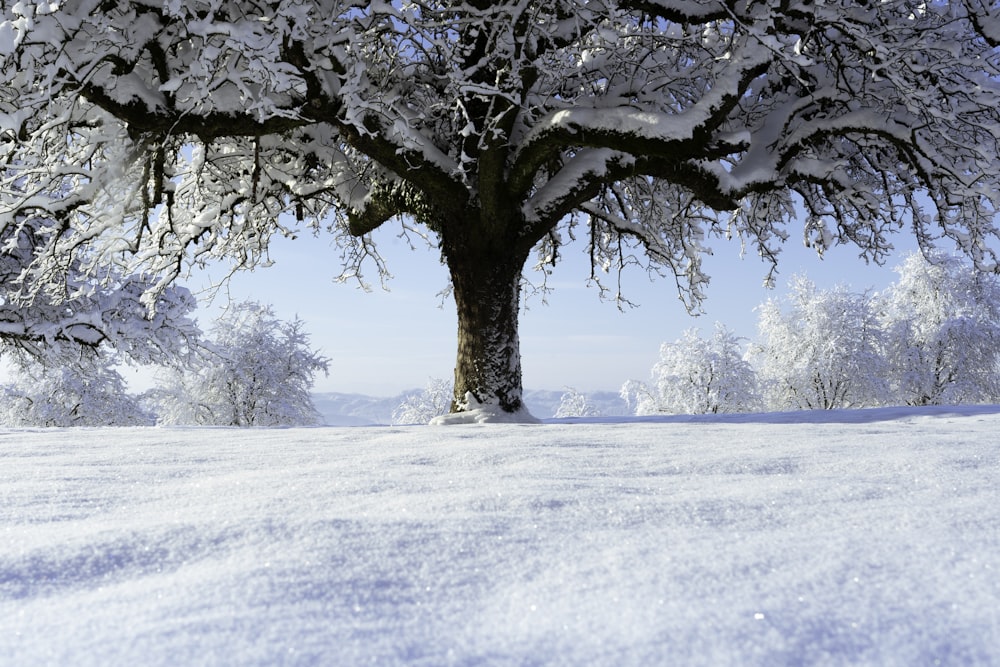 a snow covered field with a large tree