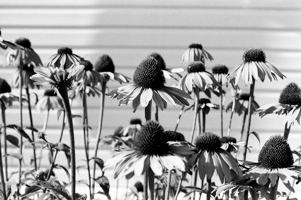 a black and white photo of a bunch of flowers