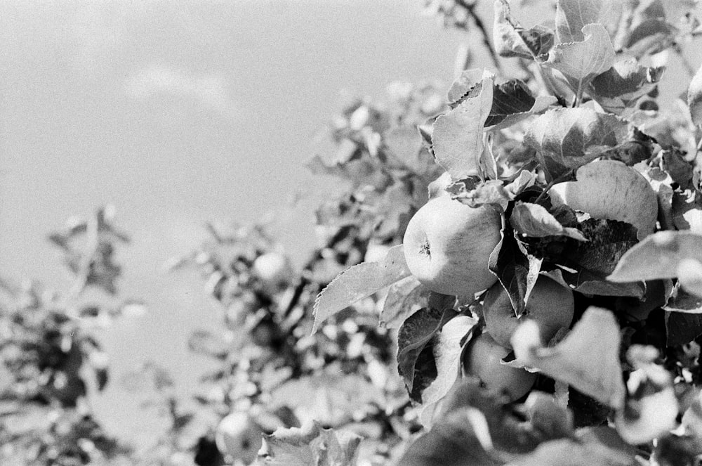 a black and white photo of an apple tree