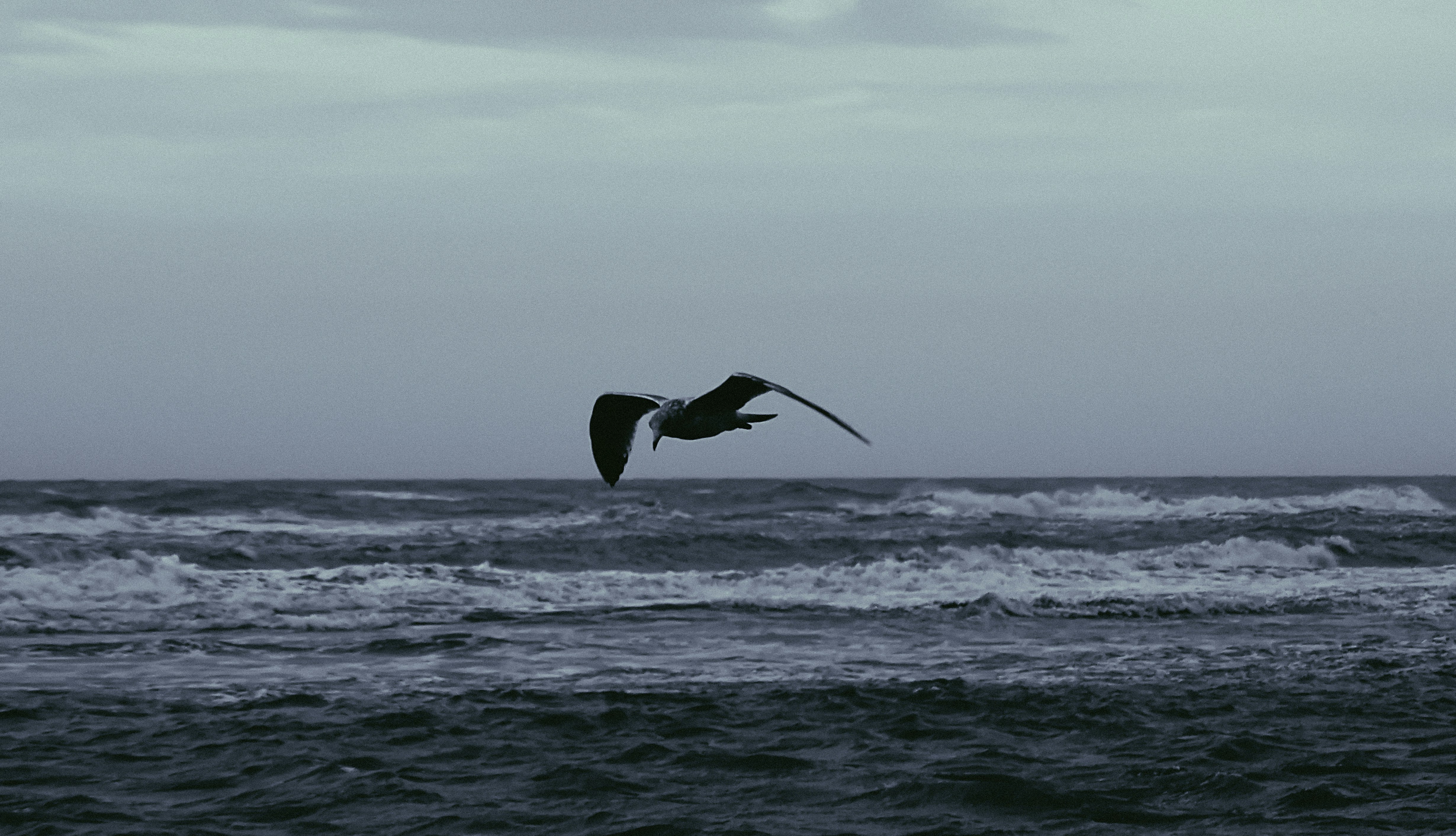 Seagull at Zandvoort