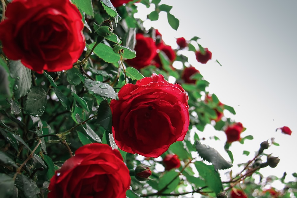 a bush of red roses with green leaves