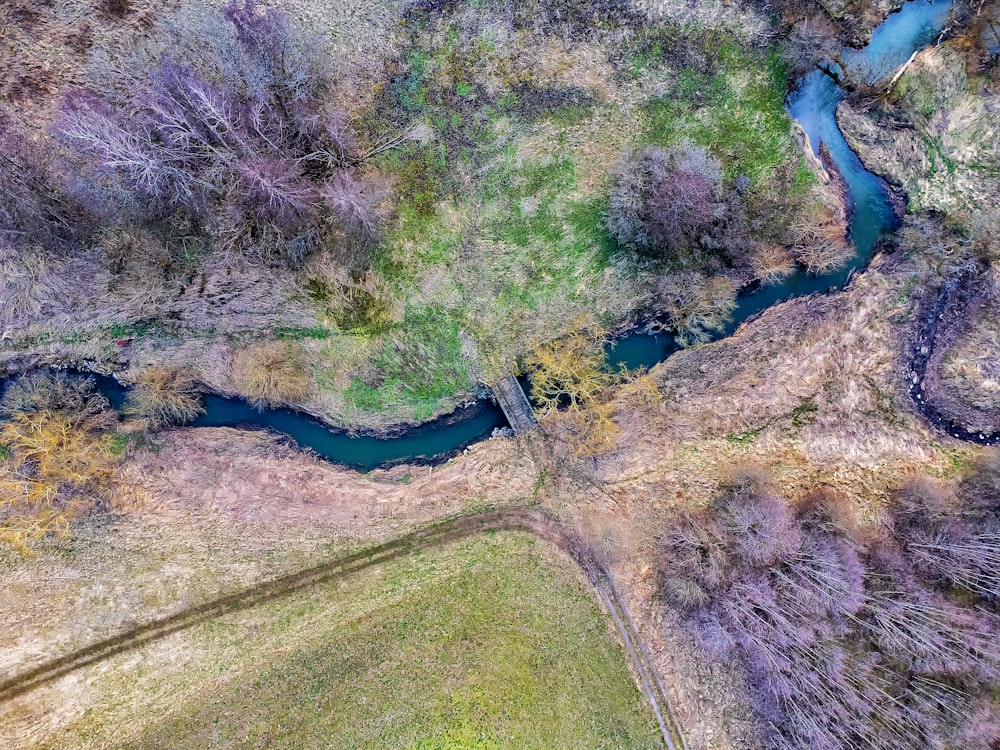 a river running through a lush green forest