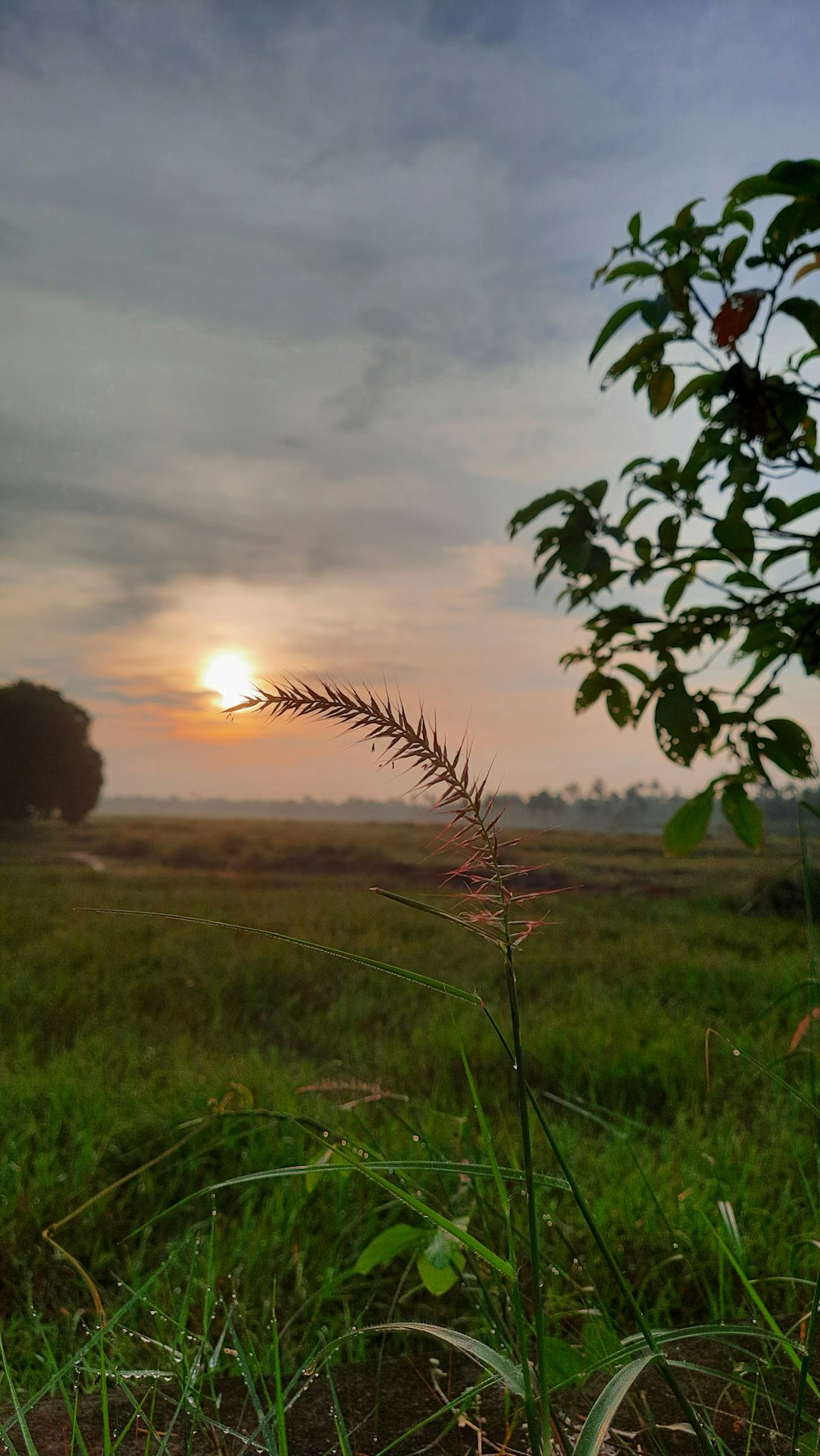 the sun is setting over a field of grass