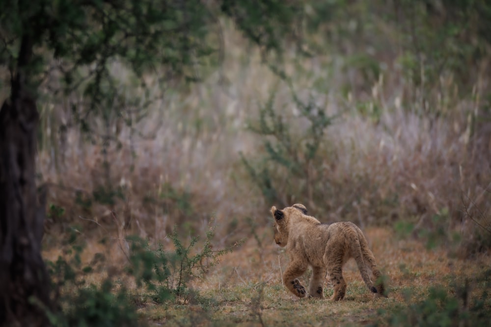 Un cachorro de león joven caminando por una zona boscosa