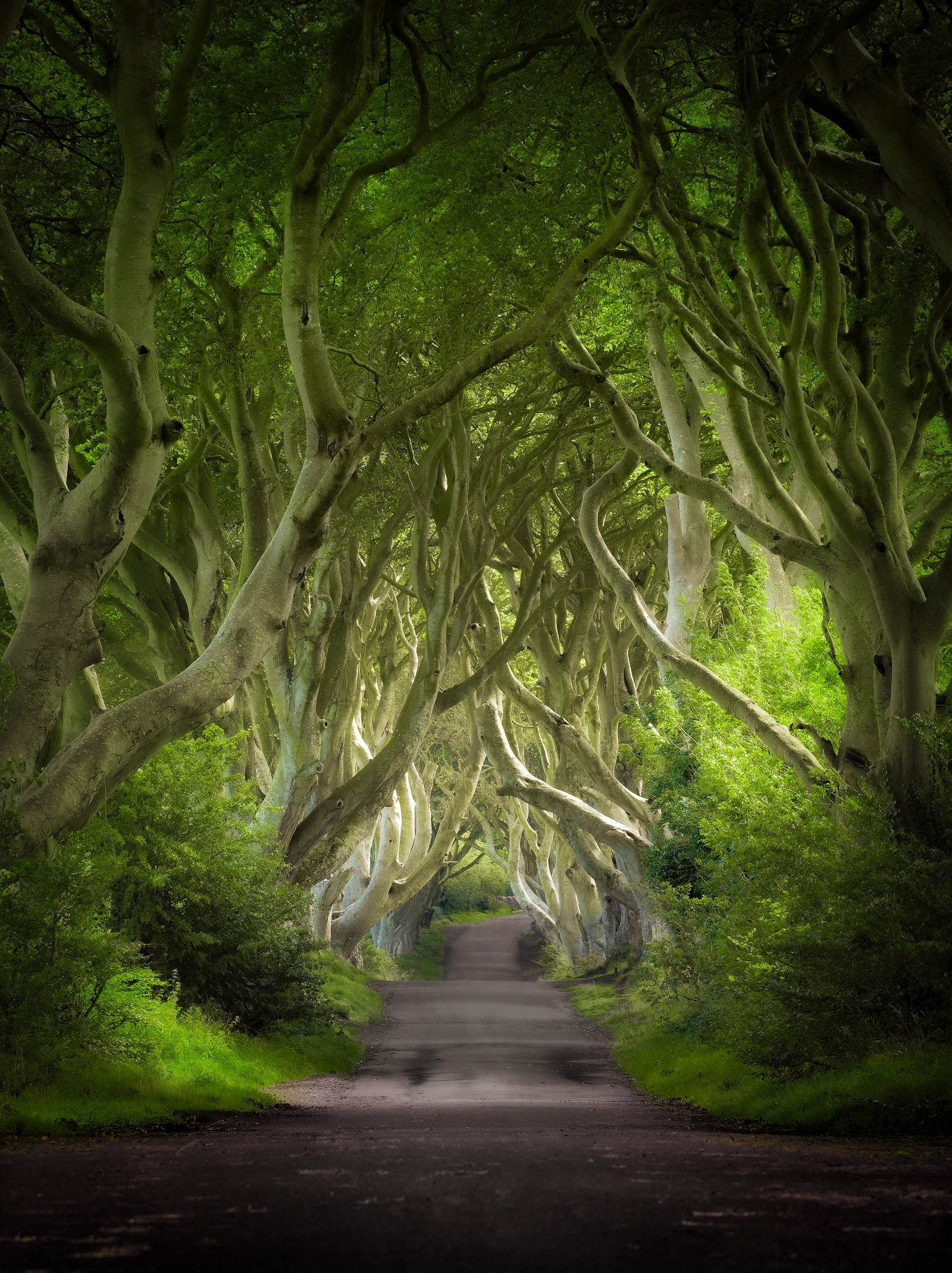 dark hedges