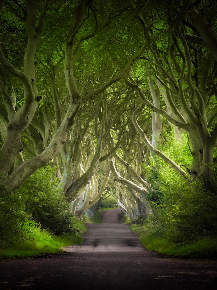 The Dark Hedges, a tunnel of beech trees in County Antrim