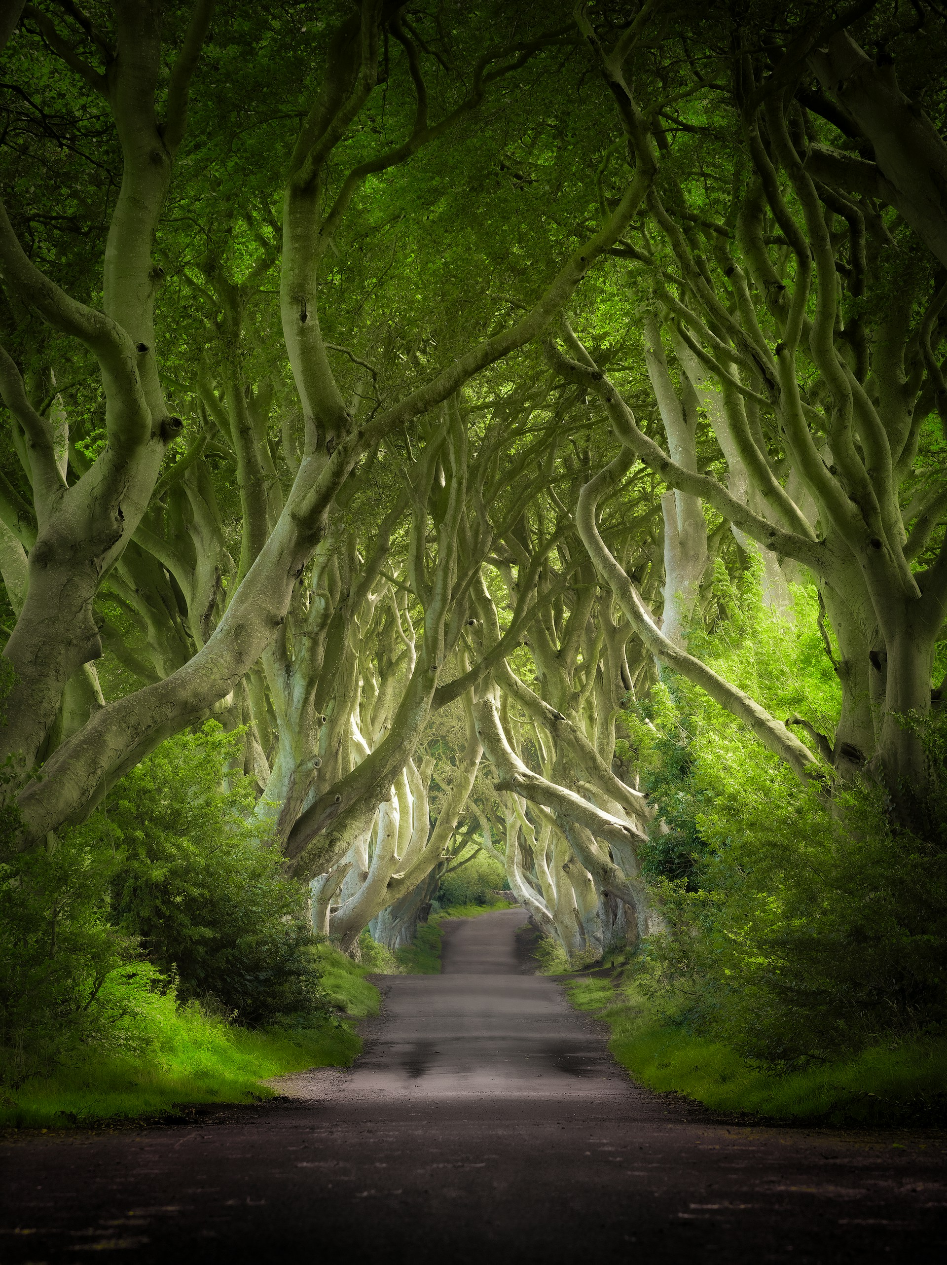 the dark hedges of the dark hedges of the dark hedges of the dark hedges of