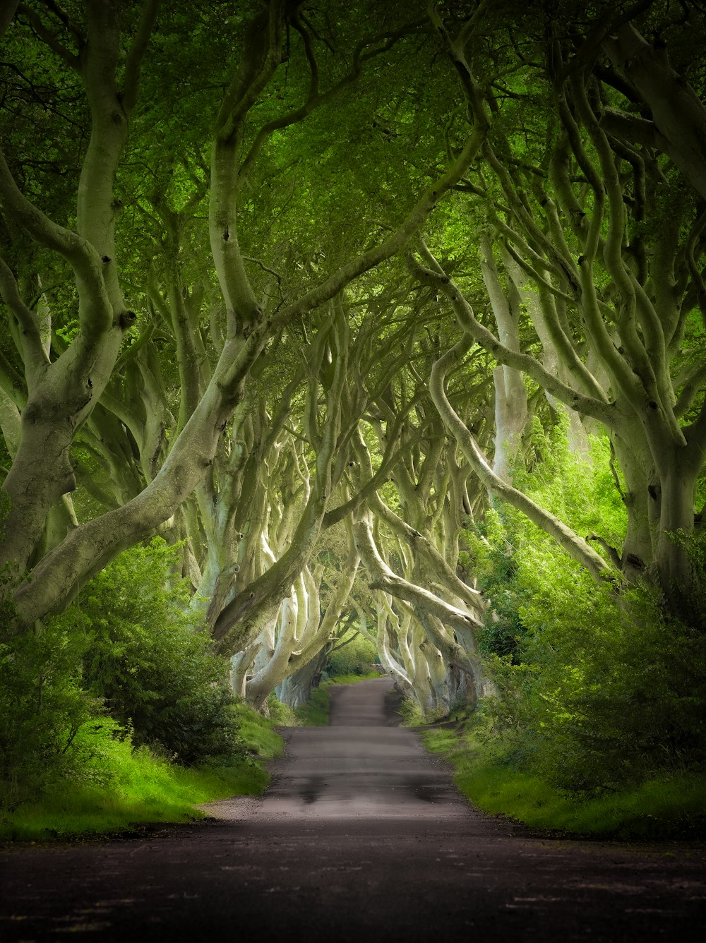 the dark hedges of the dark hedges of the dark hedges of the dark hedges of