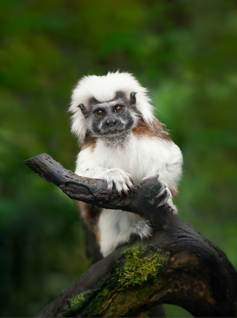 a white and brown monkey sitting on top of a tree branch