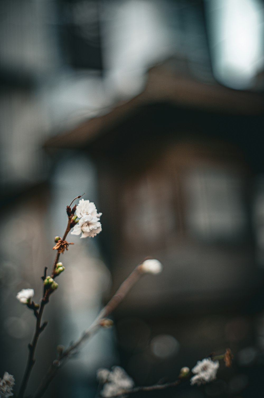 uma pequena flor branca sentada em cima de um galho de árvore