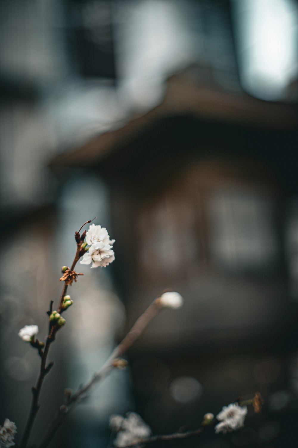 a small white flower sitting on top of a tree branch