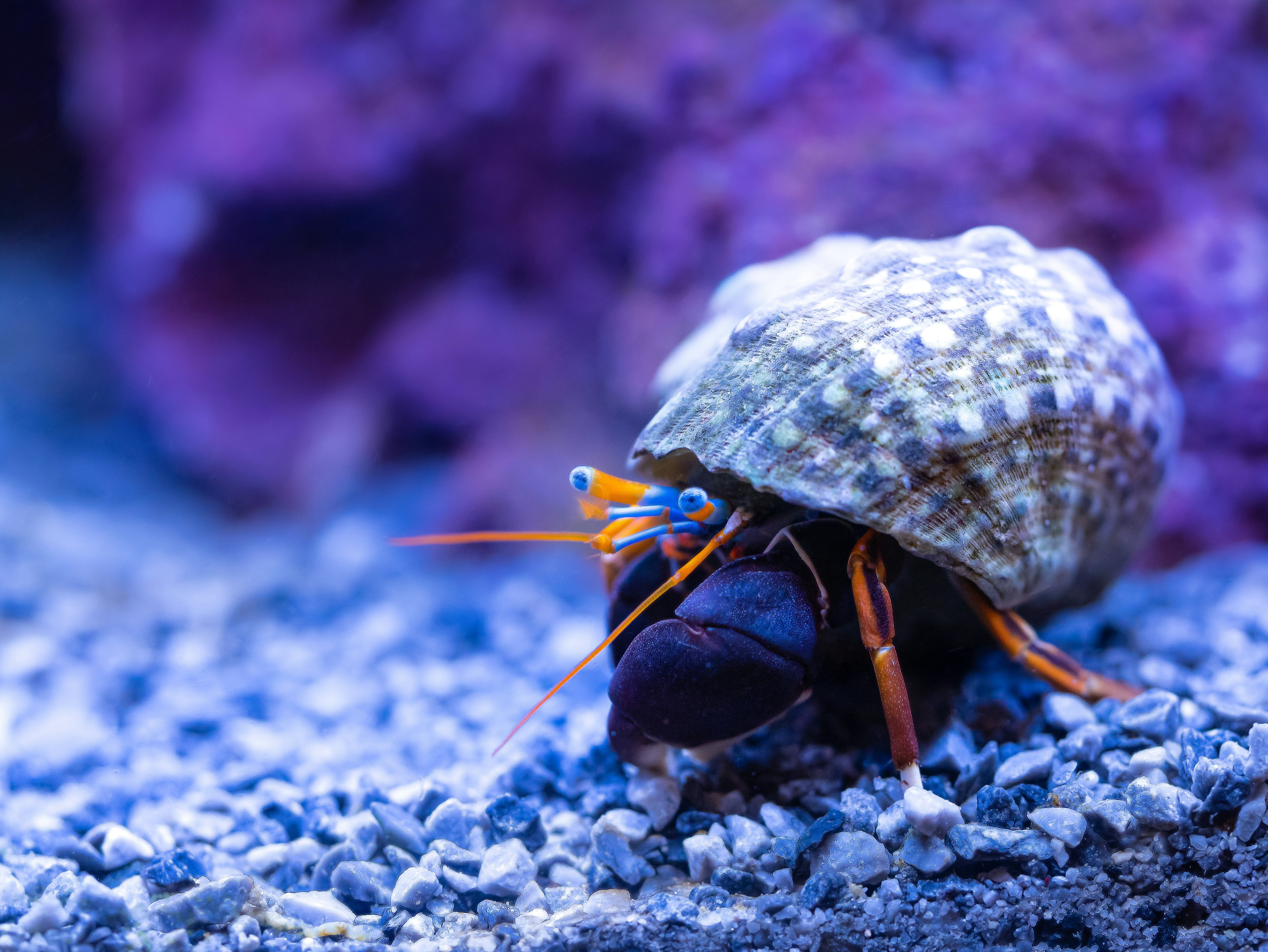 a close up of a small insect on a rock