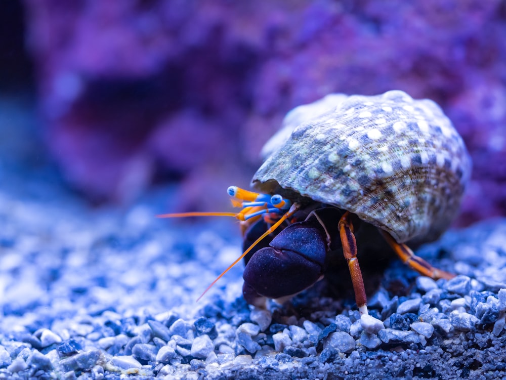 a close up of a small insect on a rock