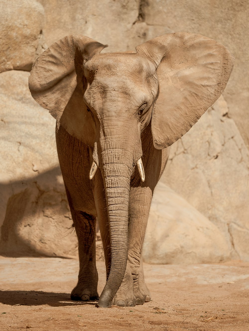 an elephant standing in front of a rock wall