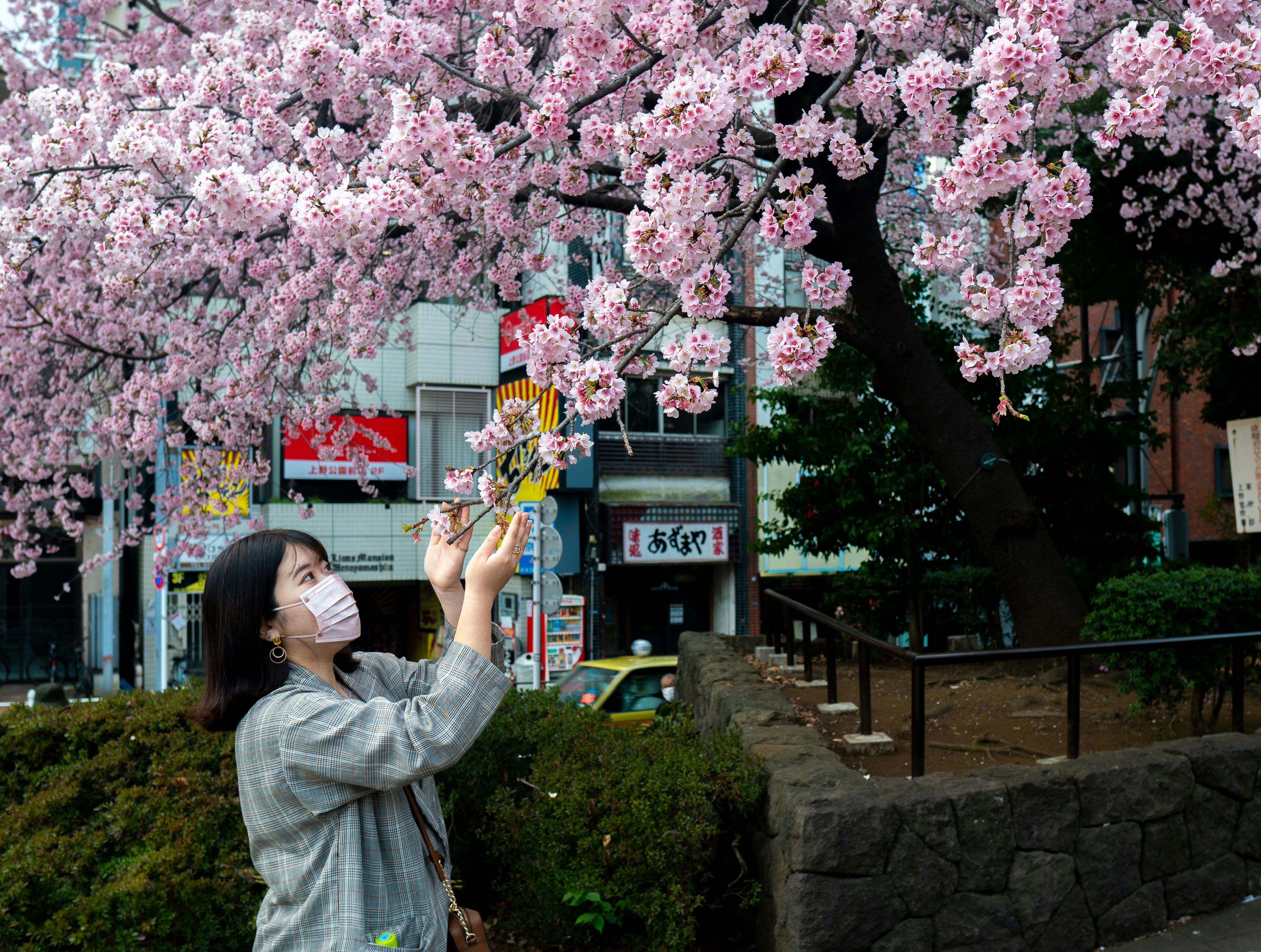 Japanese Cherry Blossom Etiquette Rules Foreigners Break in Japan