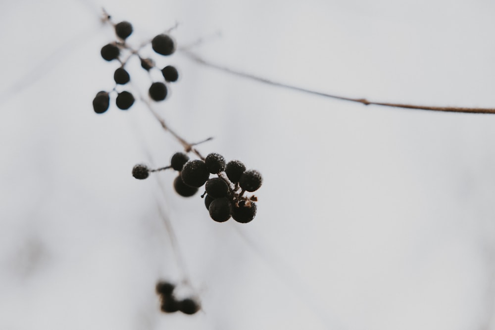 a bunch of berries hanging from a tree branch