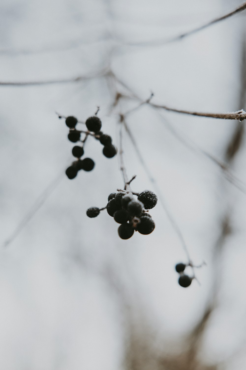 a bunch of berries hanging from a tree branch