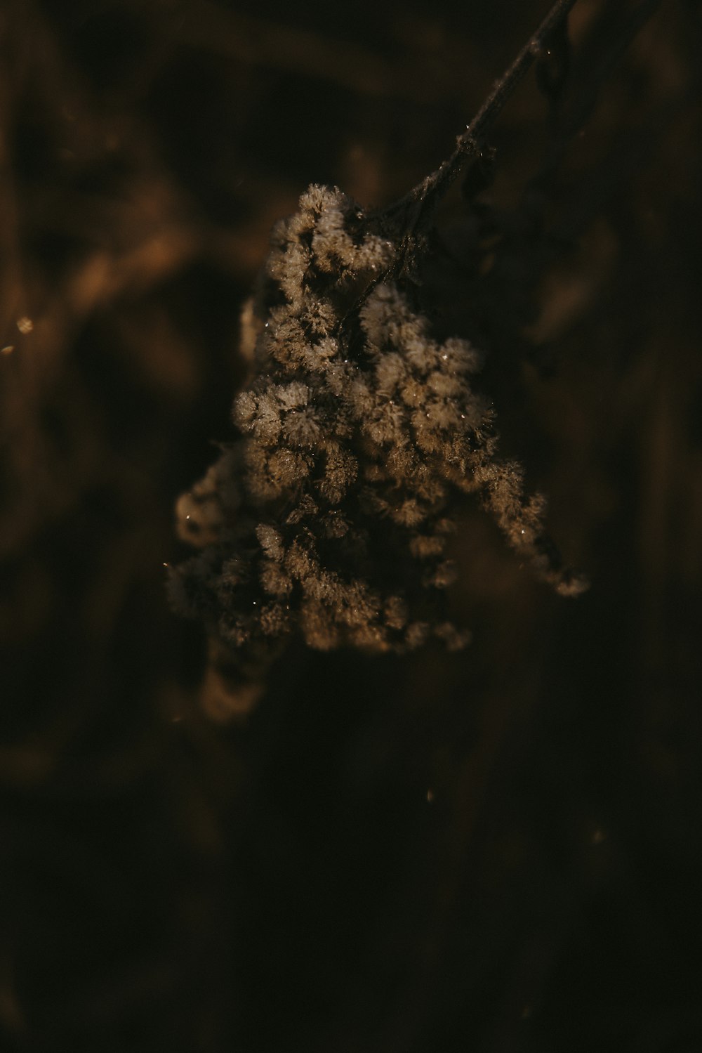 a close up of a plant with snow on it