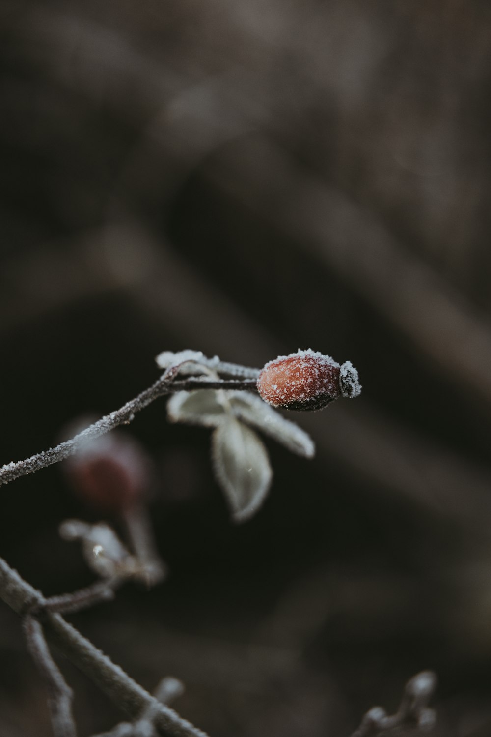 a branch with a small flower on it