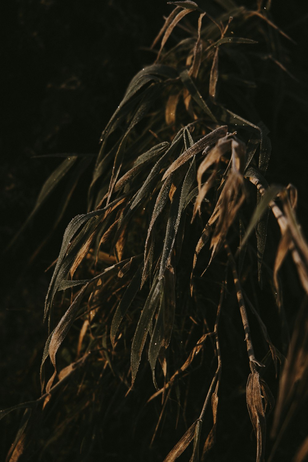 a close up of a bunch of leaves on a tree