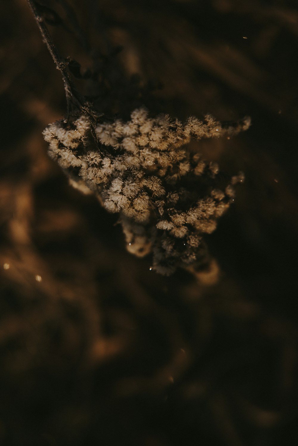 a close up of a bunch of white flowers