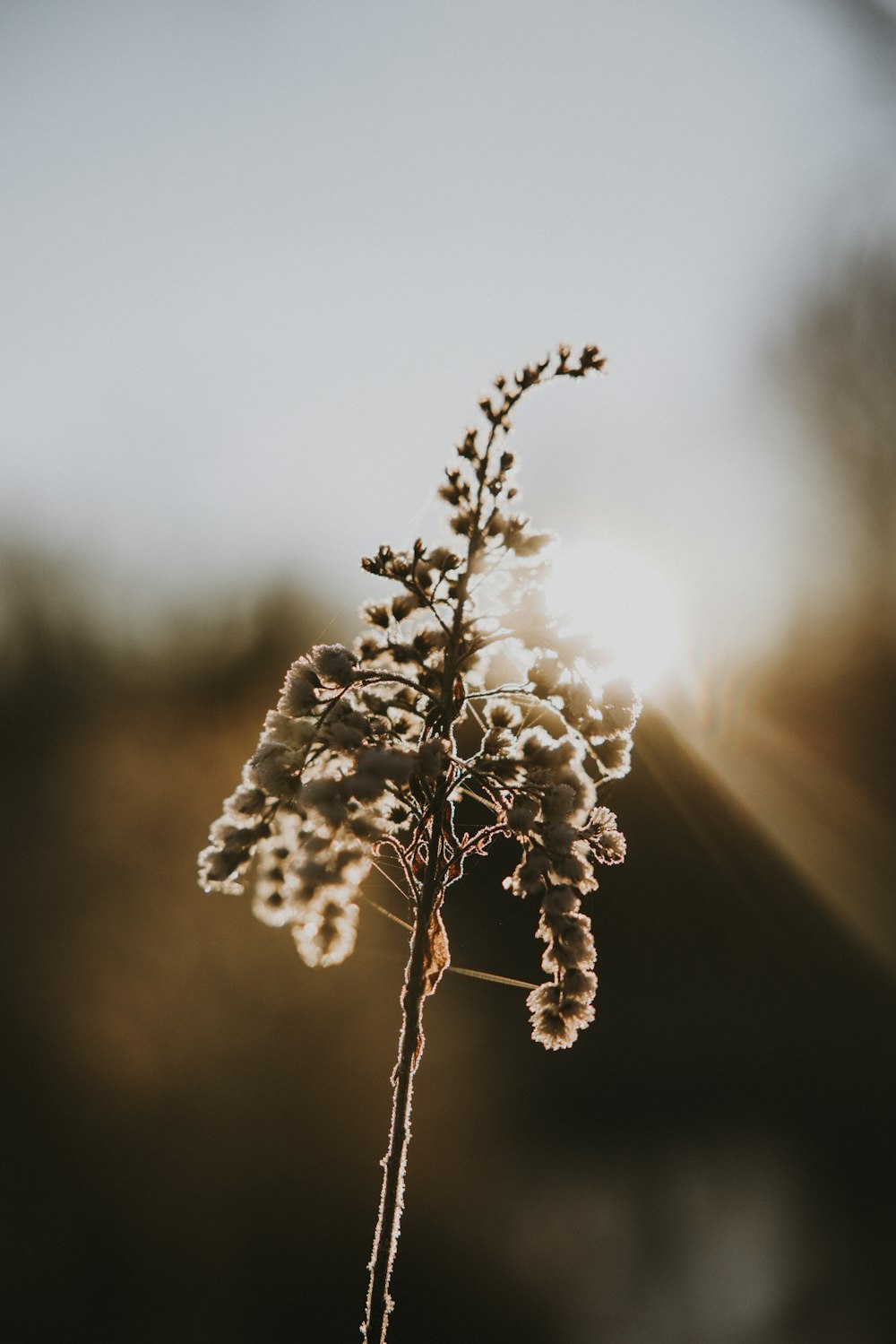 a close up of a plant with snow on it