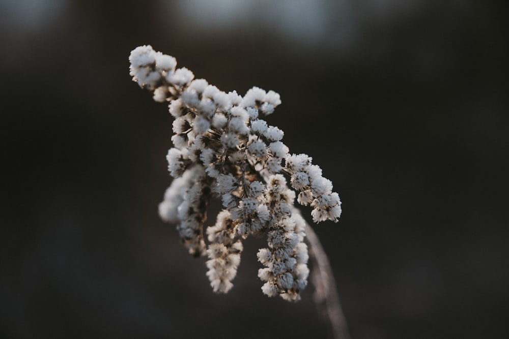 a close up of a plant with snow on it