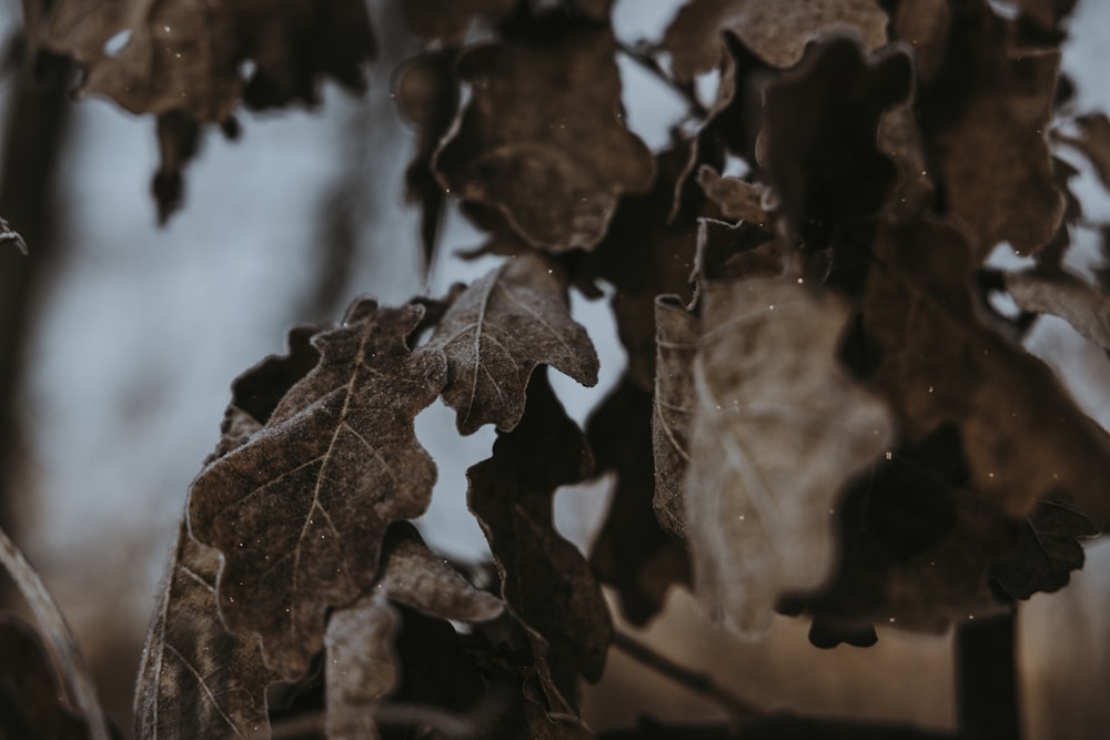 a close up of leaves on a tree