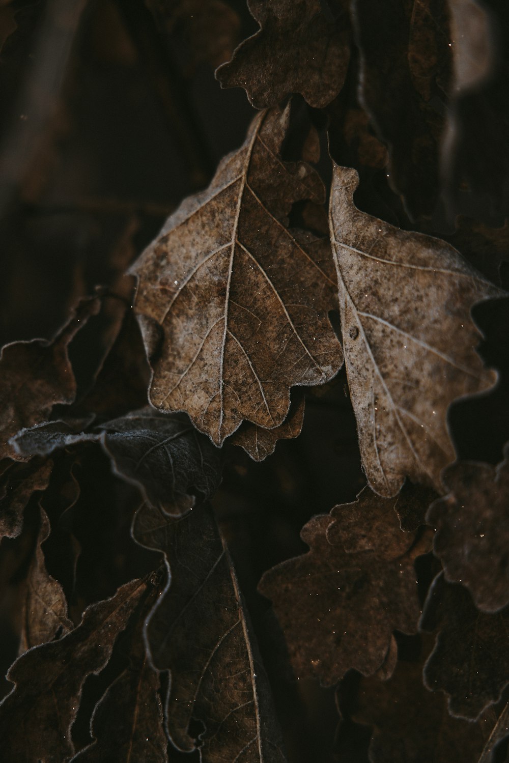 a close up of a leaf on a tree