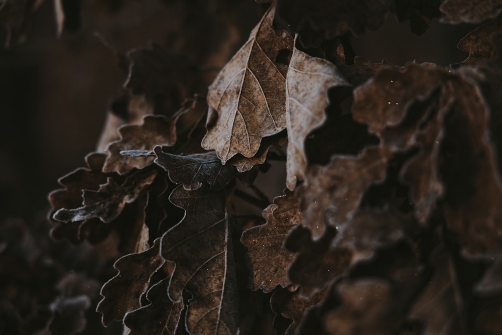 a close up of a leaf on a tree