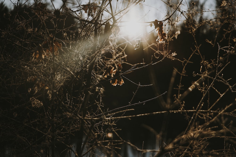 the sun shines through the branches of a tree