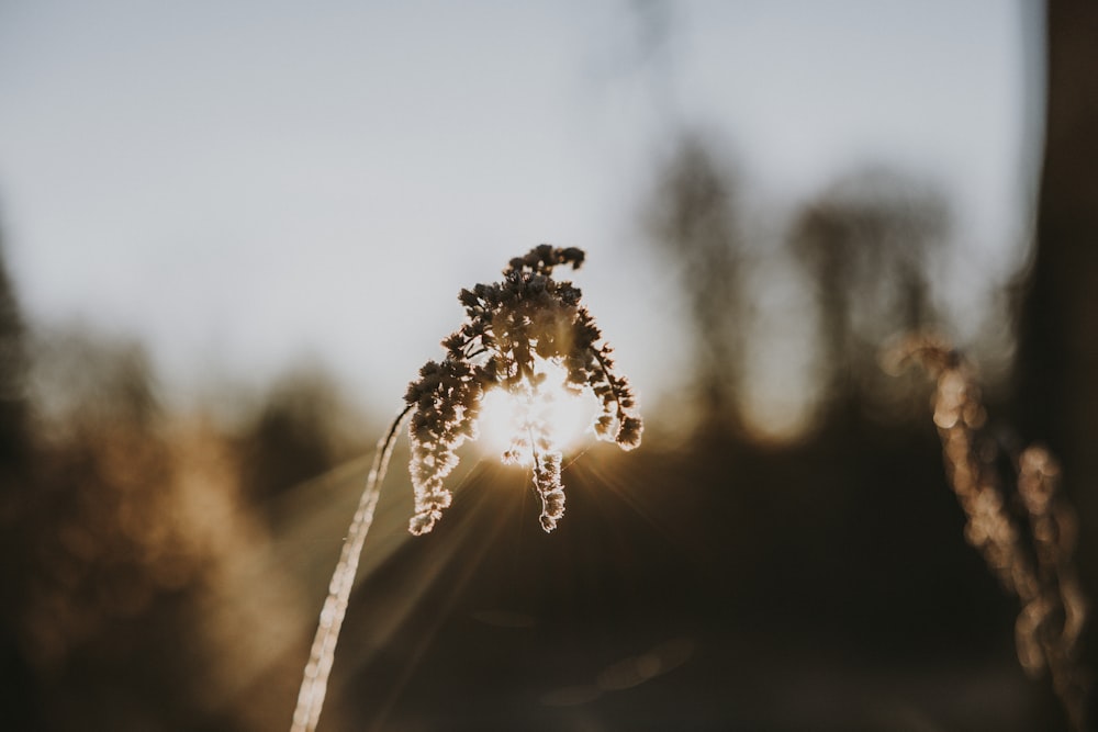 a close up of a flower with the sun in the background