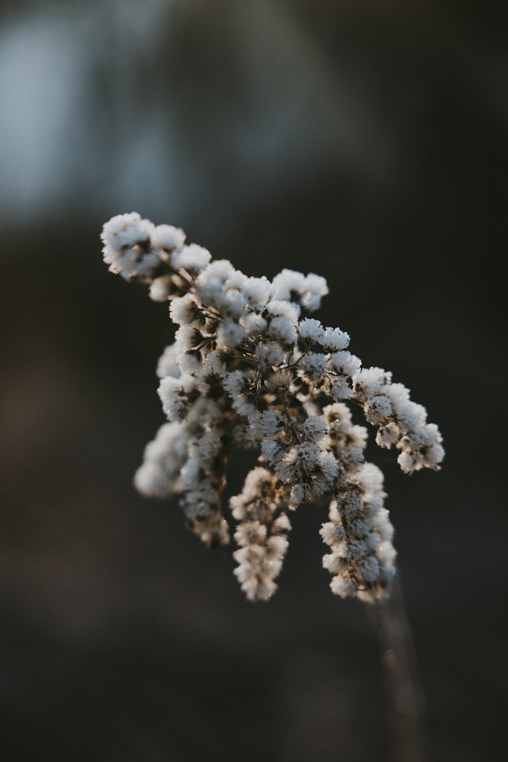 a close up of a plant with snow on it