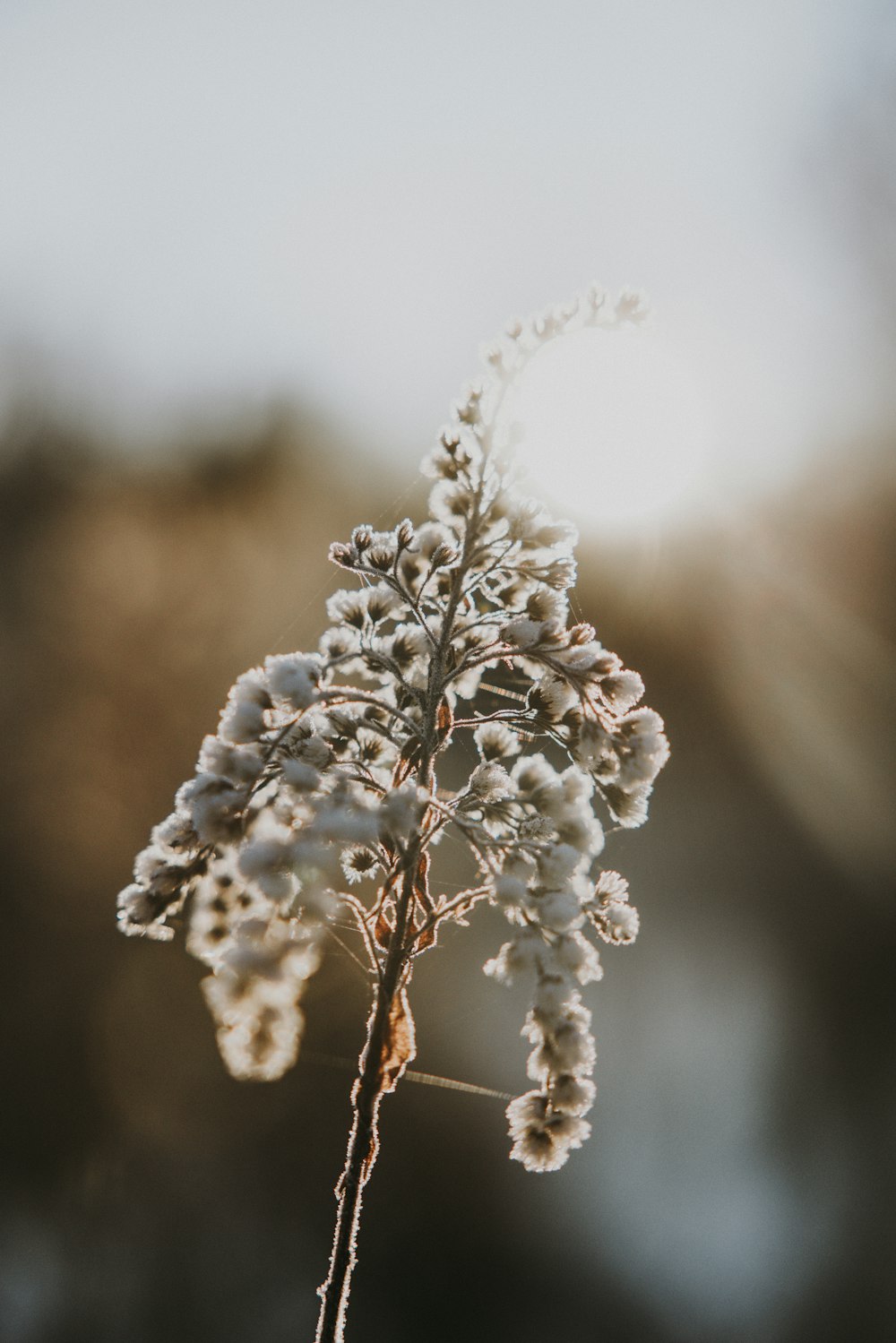 a close up of a plant with snow on it