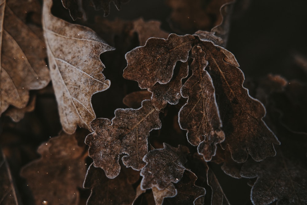 a close up of a leaf on the ground