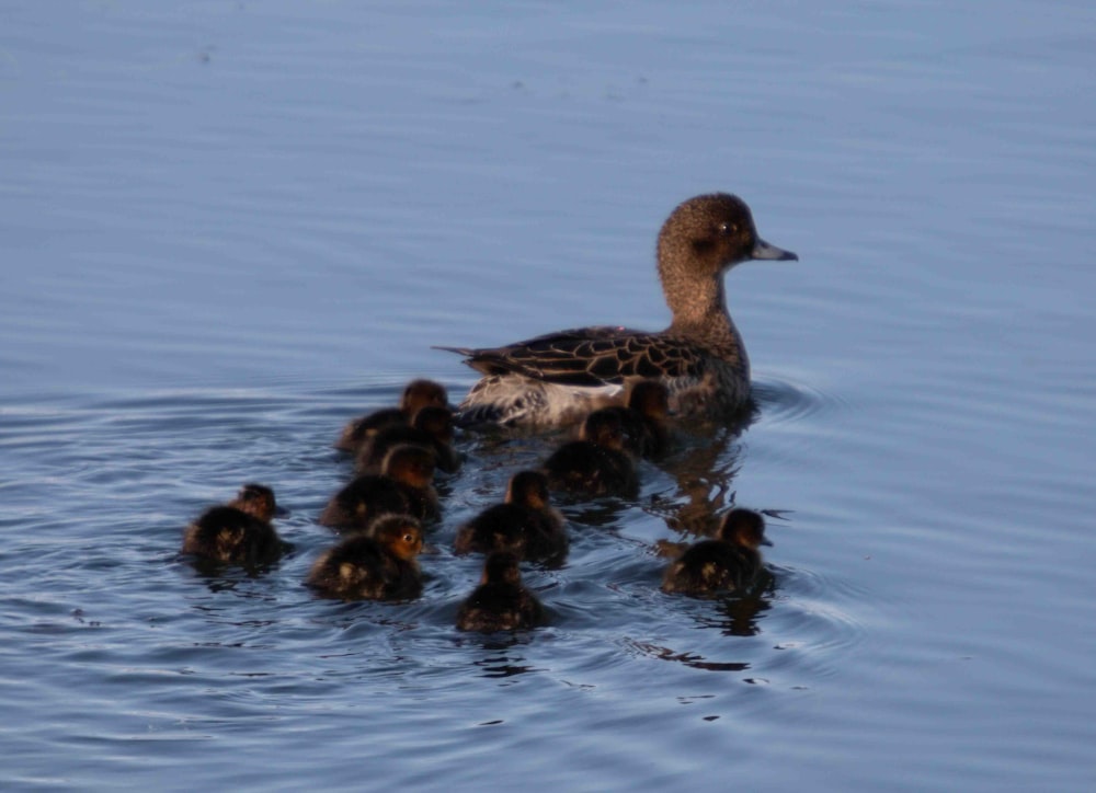 una mamá pato con sus patitos en el agua