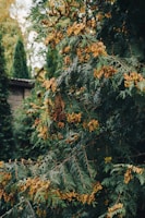 Branches of a cedar tree with clusters of small, brown cones among green, needle-like leaves. The background shows more foliage and a portion of a wooden structure.