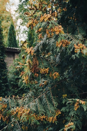 Branches of a cedar tree with clusters of small, brown cones among green, needle-like leaves. The background shows more foliage and a portion of a wooden structure.