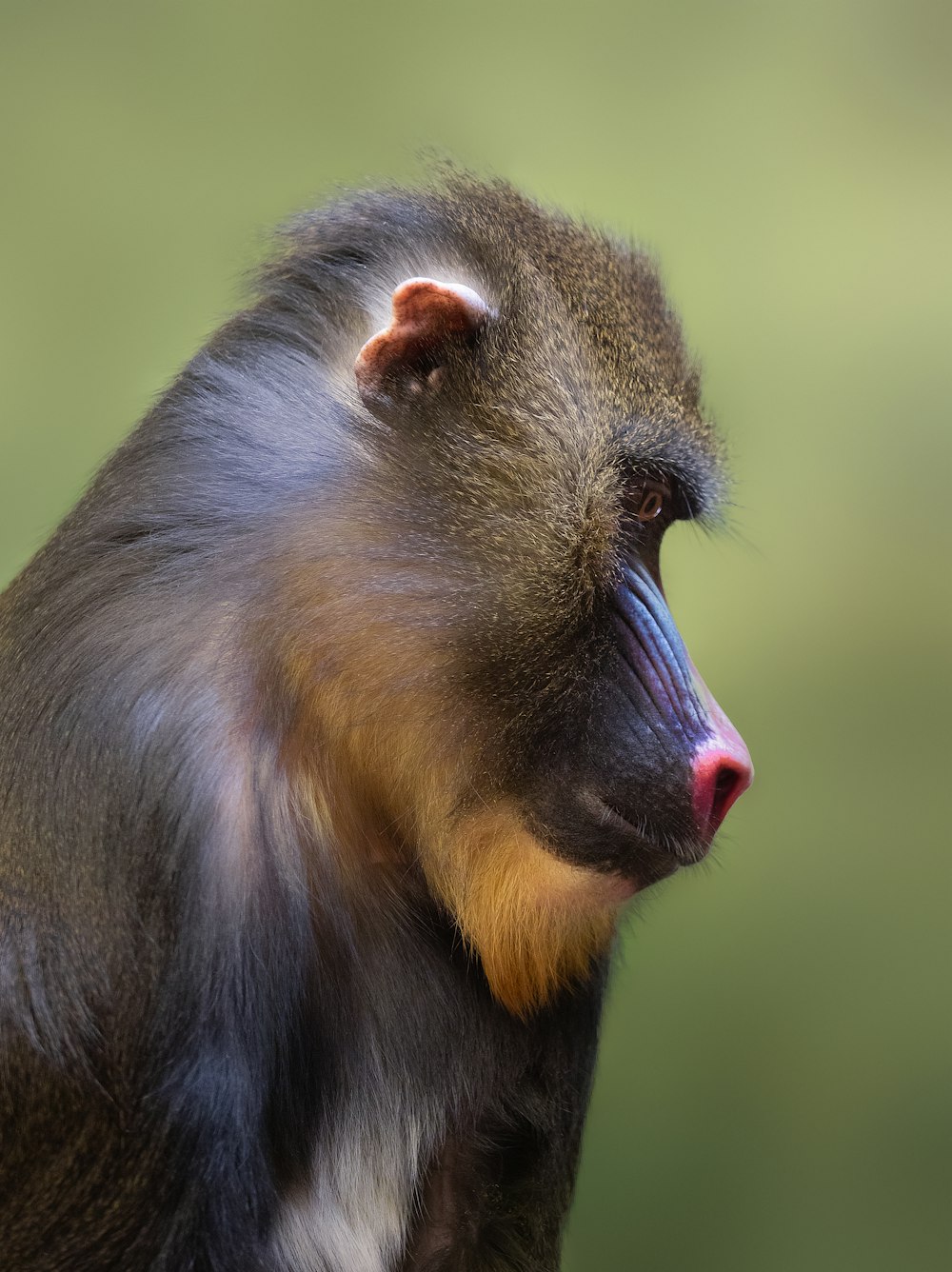 un primo piano di una scimmia con uno sfondo sfocato