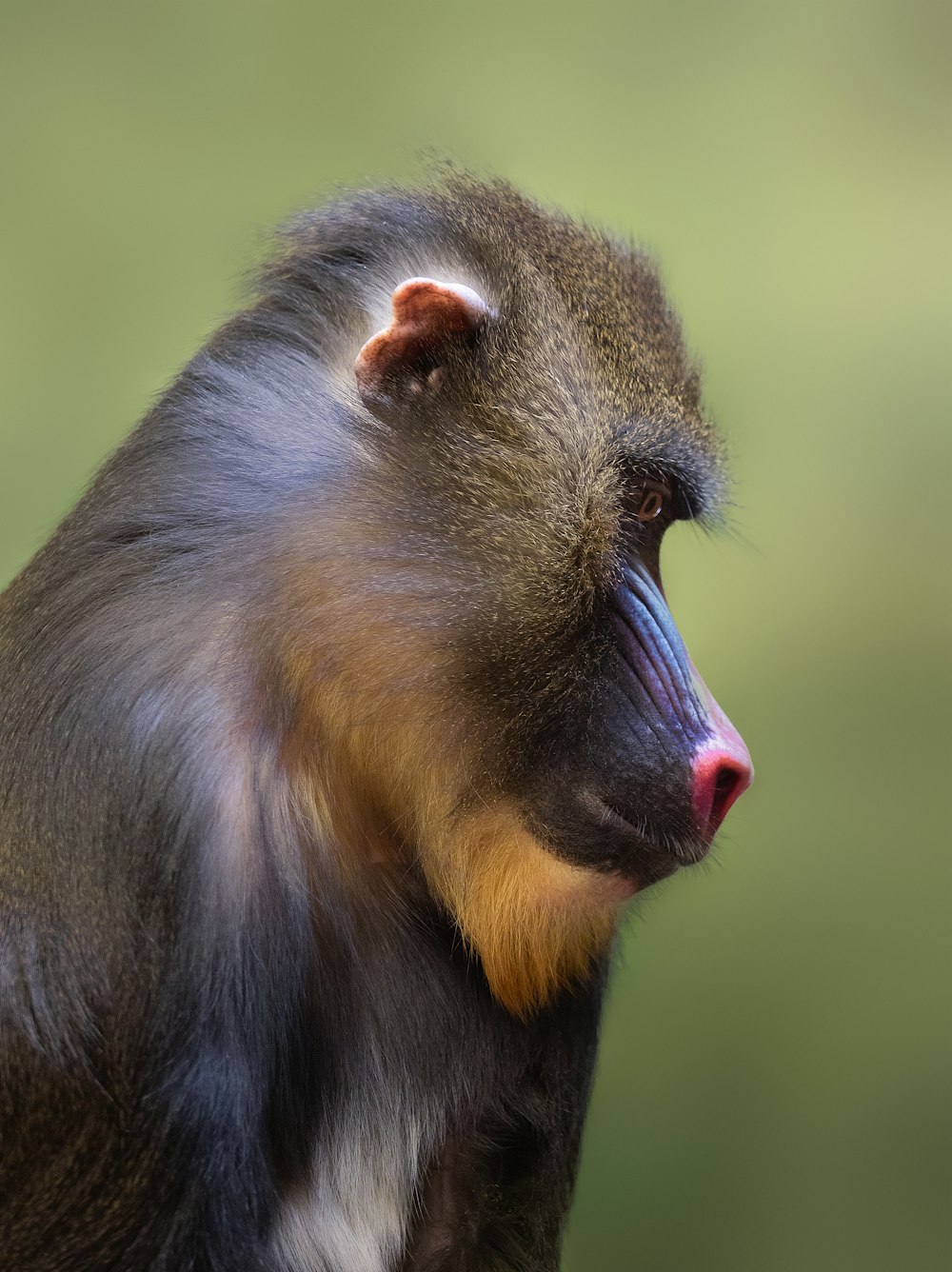 a close up of a monkey with a blurry background