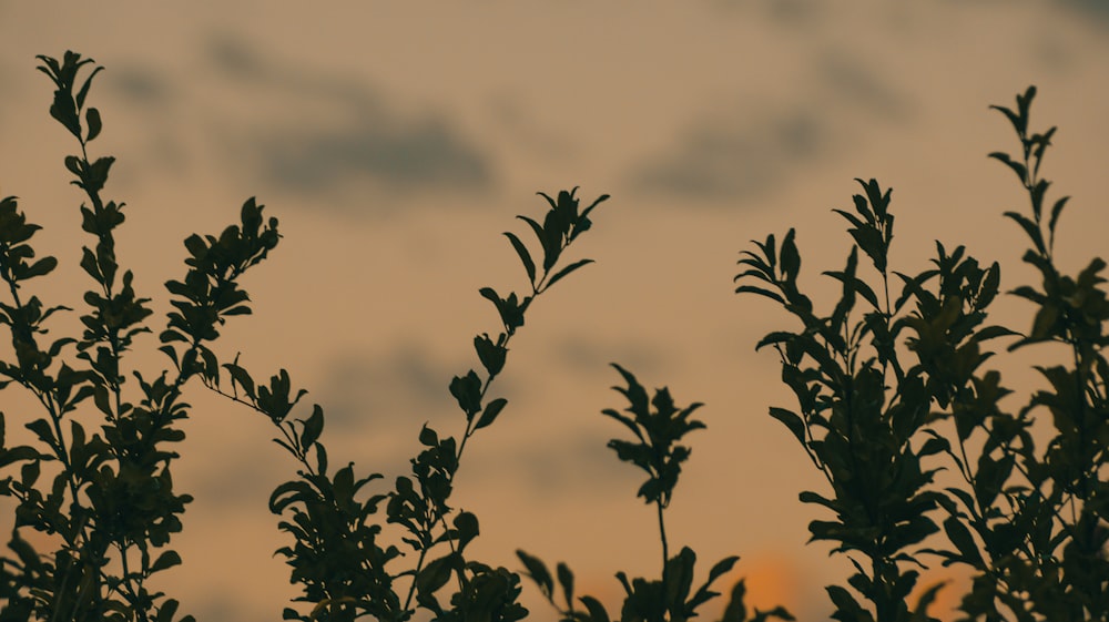 the silhouette of a tree against a cloudy sky